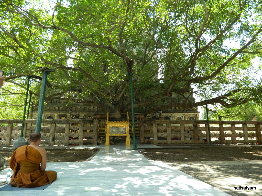 Bodhi-treet